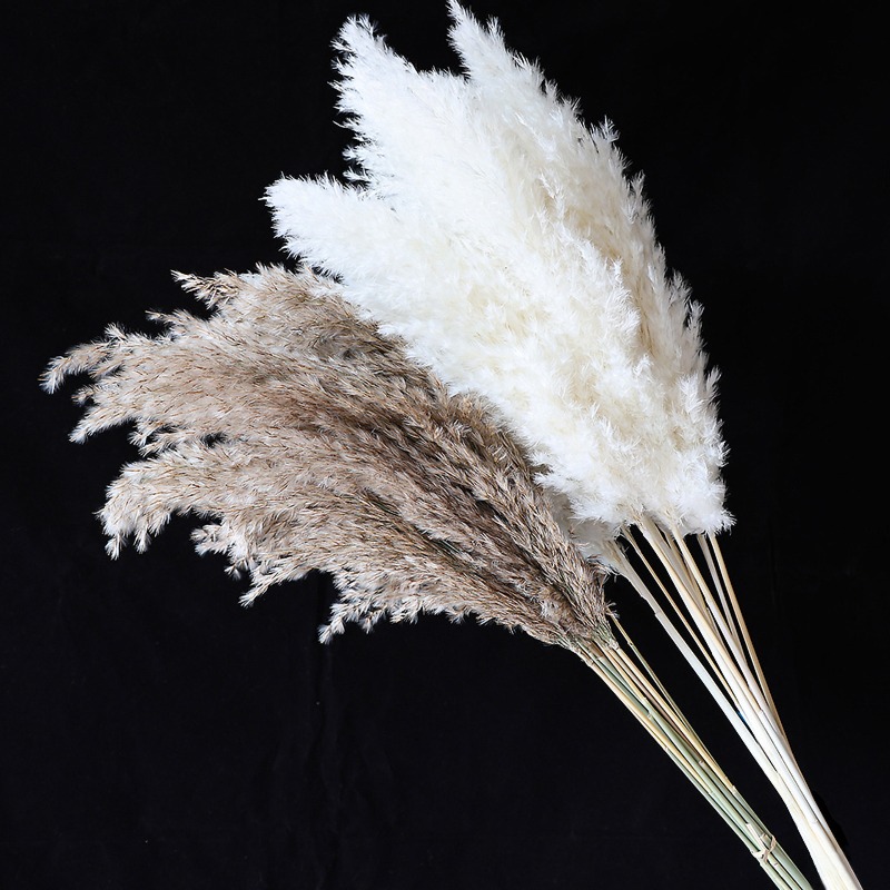10 Peças de Capim-dos-Pampas C - Pampas Grass Decor avaliação e preço