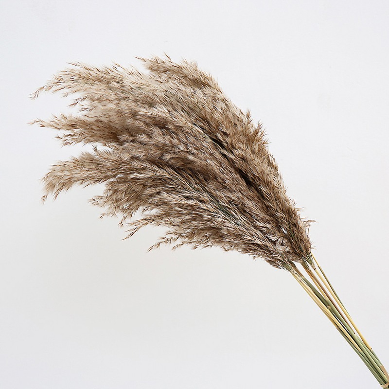 10 Peças de Capim-dos-Pampas C - Pampas Grass Decor avaliação e preço