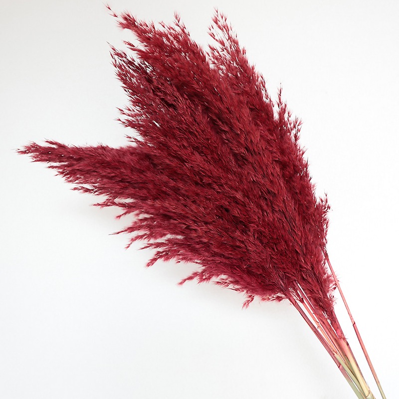10 Peças de Capim-dos-Pampas C - Pampas Grass Decor avaliação e preço